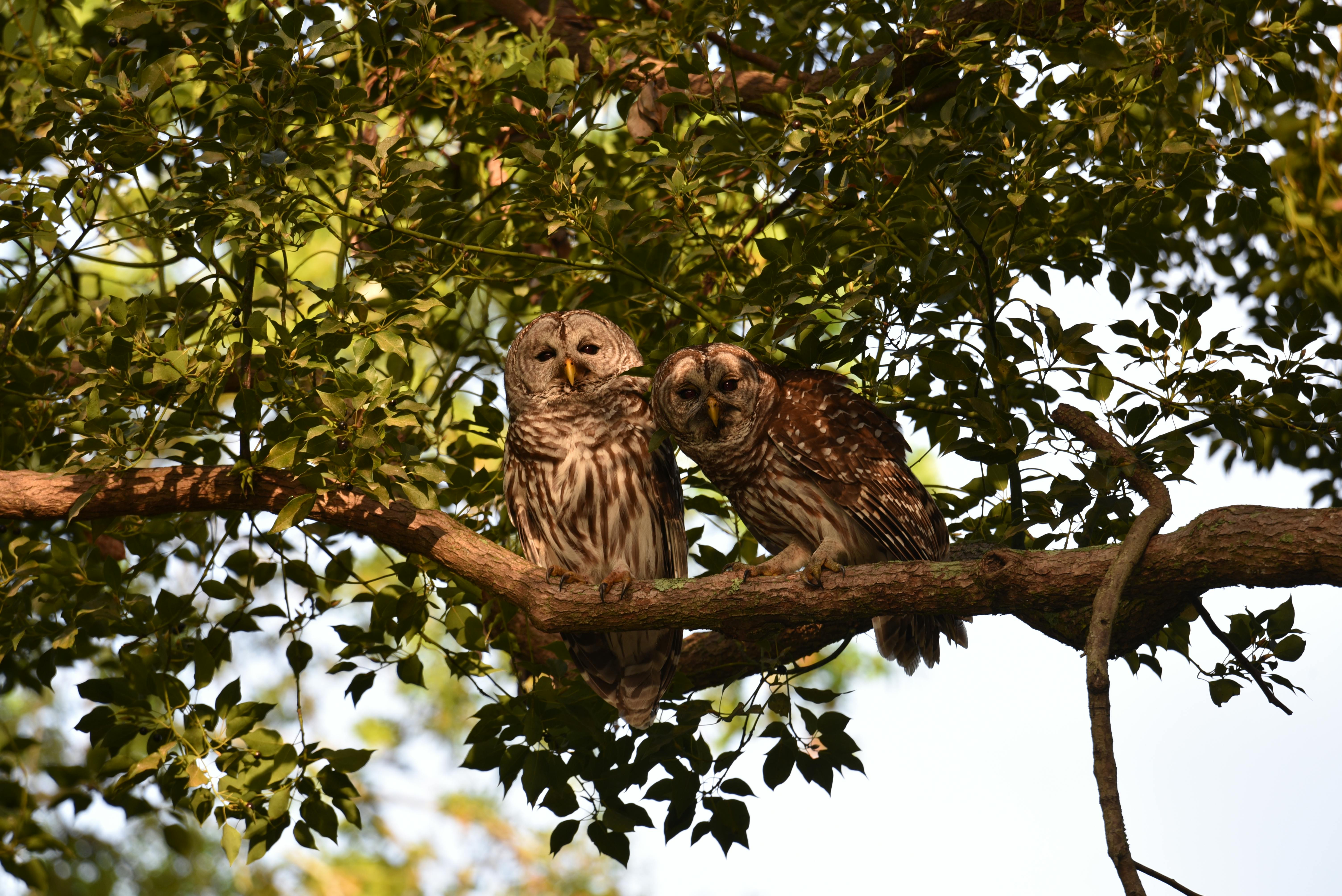 Owls on Tree